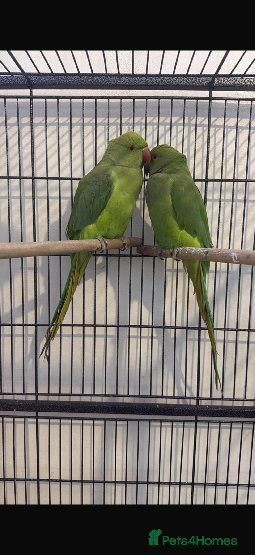 Ringnecks birds for sale: Indian Ringneck’s for sale  - Advert 3