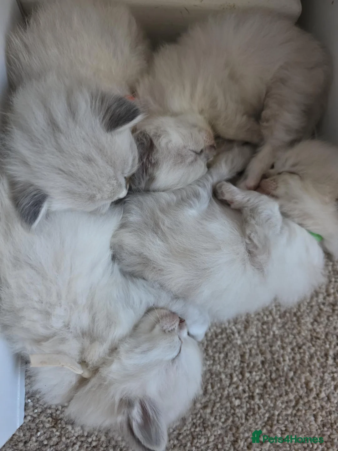 Ragdoll cats for sale: Accidentally litter - Advert 1