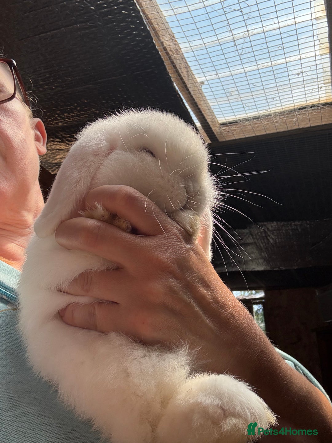 Dwarf Lop rabbits for sale: The laziest little bunny ever - Image 2