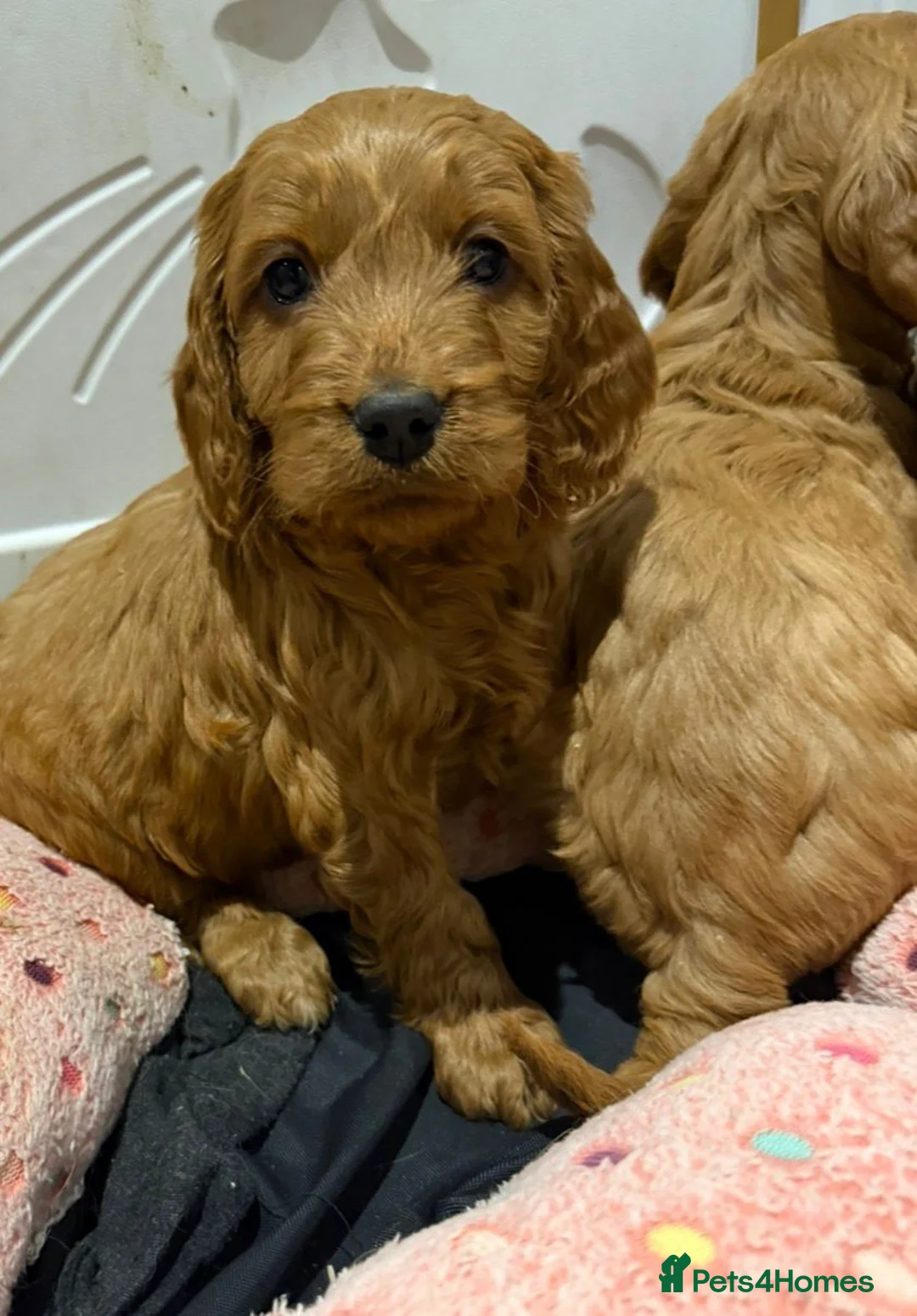 Cocker Spaniel dogs for sale: Cocker Spaniel Puppies - Advert 4