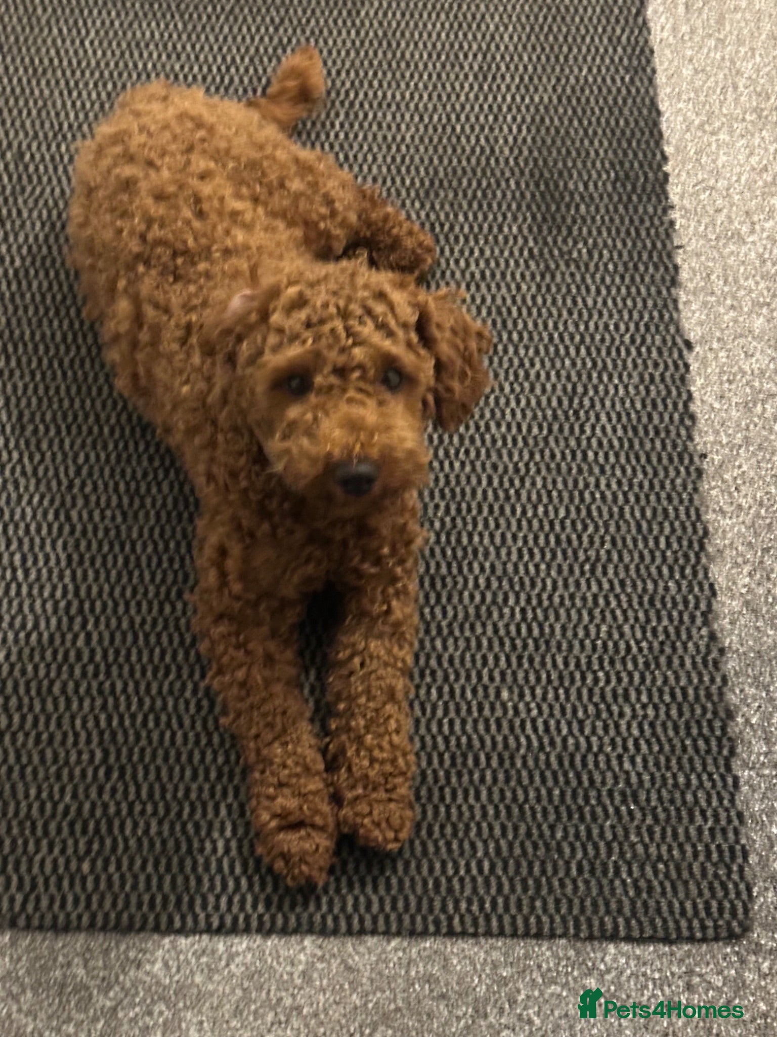 Schnoodle dogs Stunning Apricot Schnoodle Stud - Advert 9