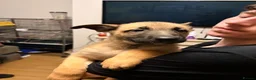 Belgian Shepherd Dog dogs for sale: 3 female Belgian malinois 9 weeks old  - Advert 12