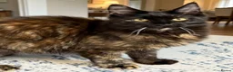 Maine Coon cats for sale: Tortie Maine Coon Female - Advert 5