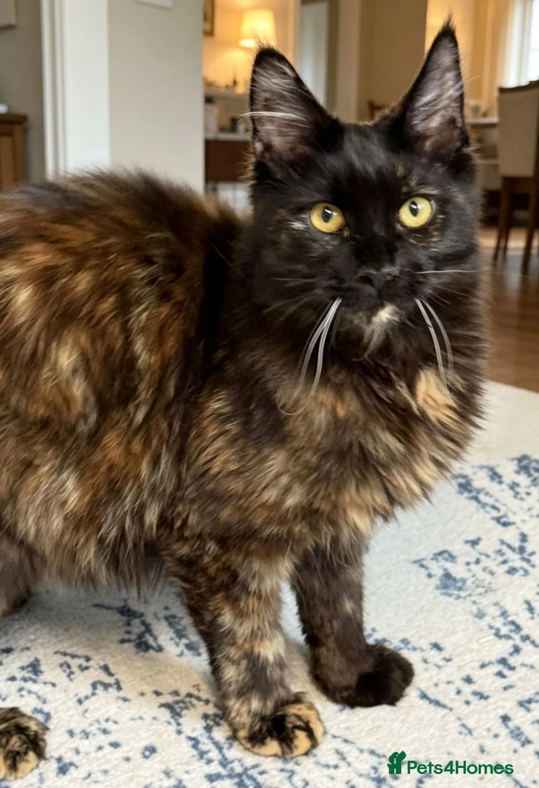 Maine Coon cats for sale: Tortie Maine Coon Female - Advert 5