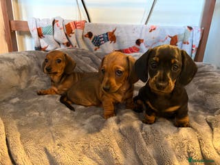 Miniature Dachshund dogs Miniature smooth hair dachshund puppies for sale - Advert 7