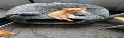 British Longhair cats for sale: Mr Ginger Boy - Advert 5