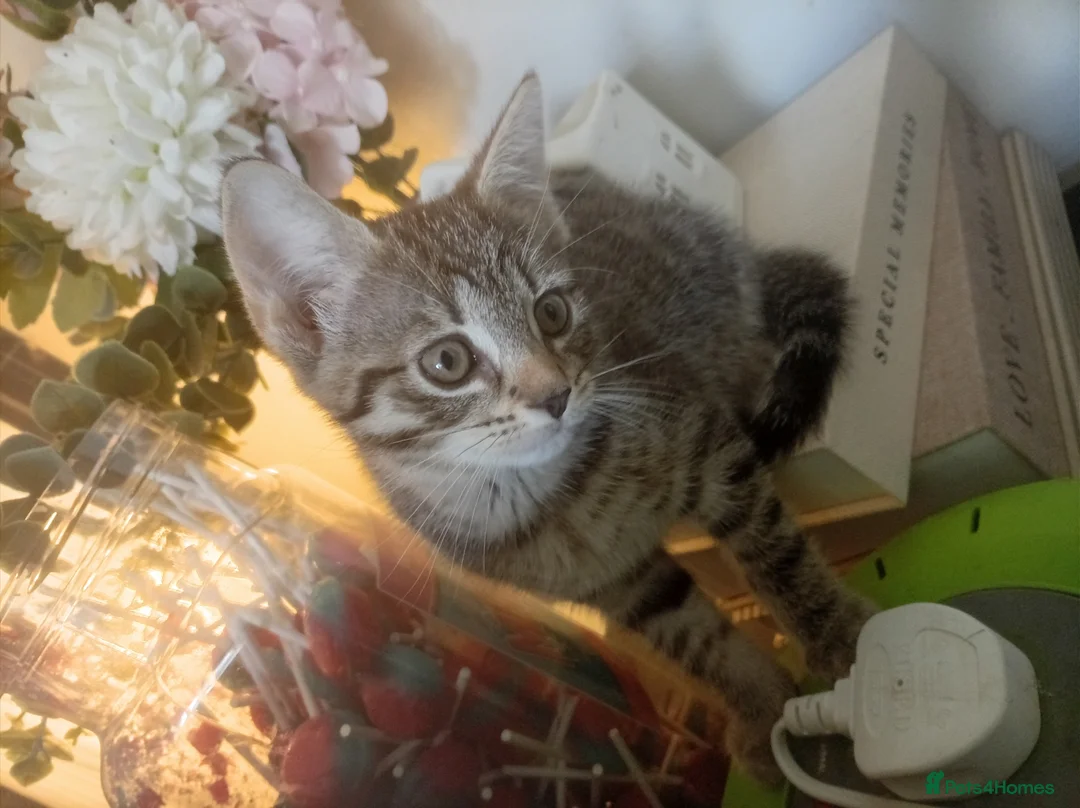 Mixed Breed cats for sale: Female kitten  in Sale - Advert 6