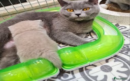 British Shorthair cats for sale: 🏅TOP Quality GCCF Reg British Shorthair Kittens🏆 - Image 13
