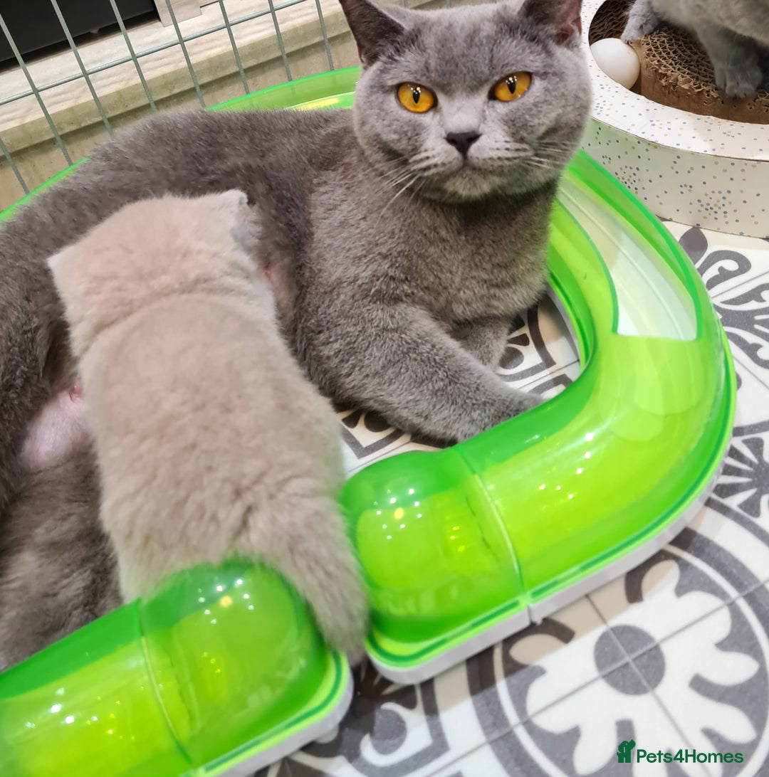 British Shorthair cats for sale: 🏅TOP Quality GCCF Reg British Shorthair Kittens🏆 - Image 13