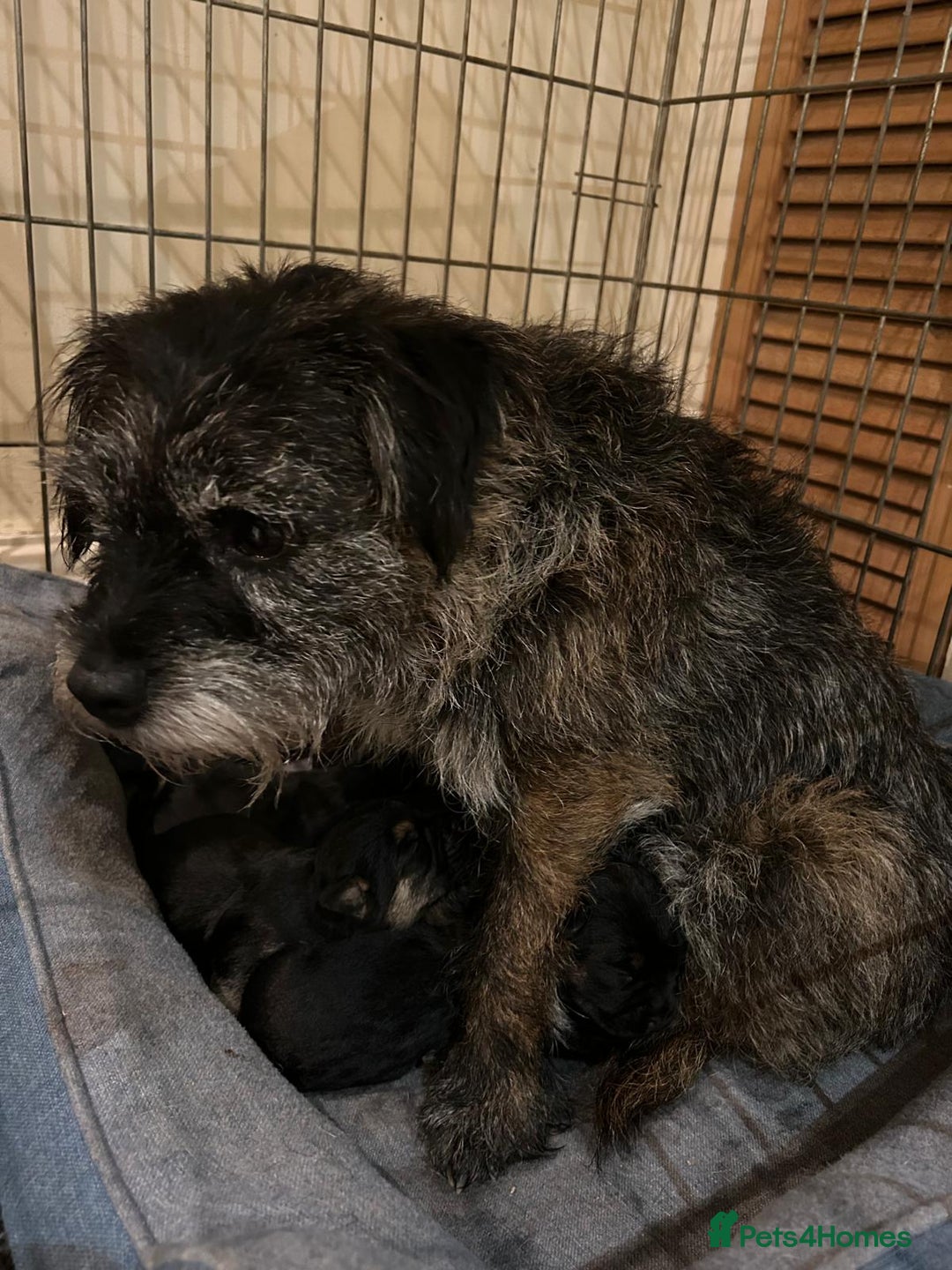 Border Terrier dogs for sale: Two beautiful Border Terriers dog puppies - Image 12