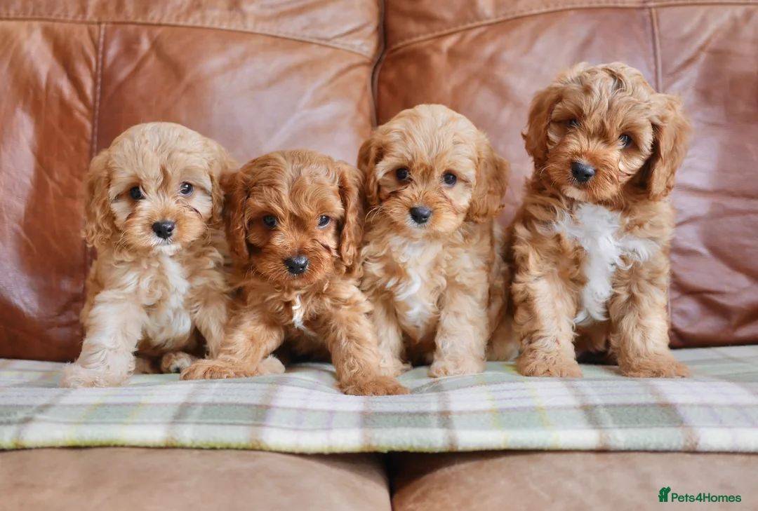 Cavapoo dogs for sale: Quality Health Tested F1 Toy Cavapoo Puppies - Advert 2