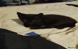Mixed Breed cats for sale: Kittens for sale - Image 3