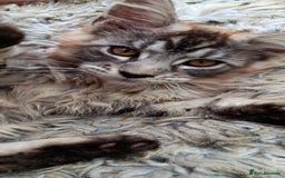 Maine Coon cats for sale: Adorable Kitten Looking for a Forever Home! 🏡 - Image 4