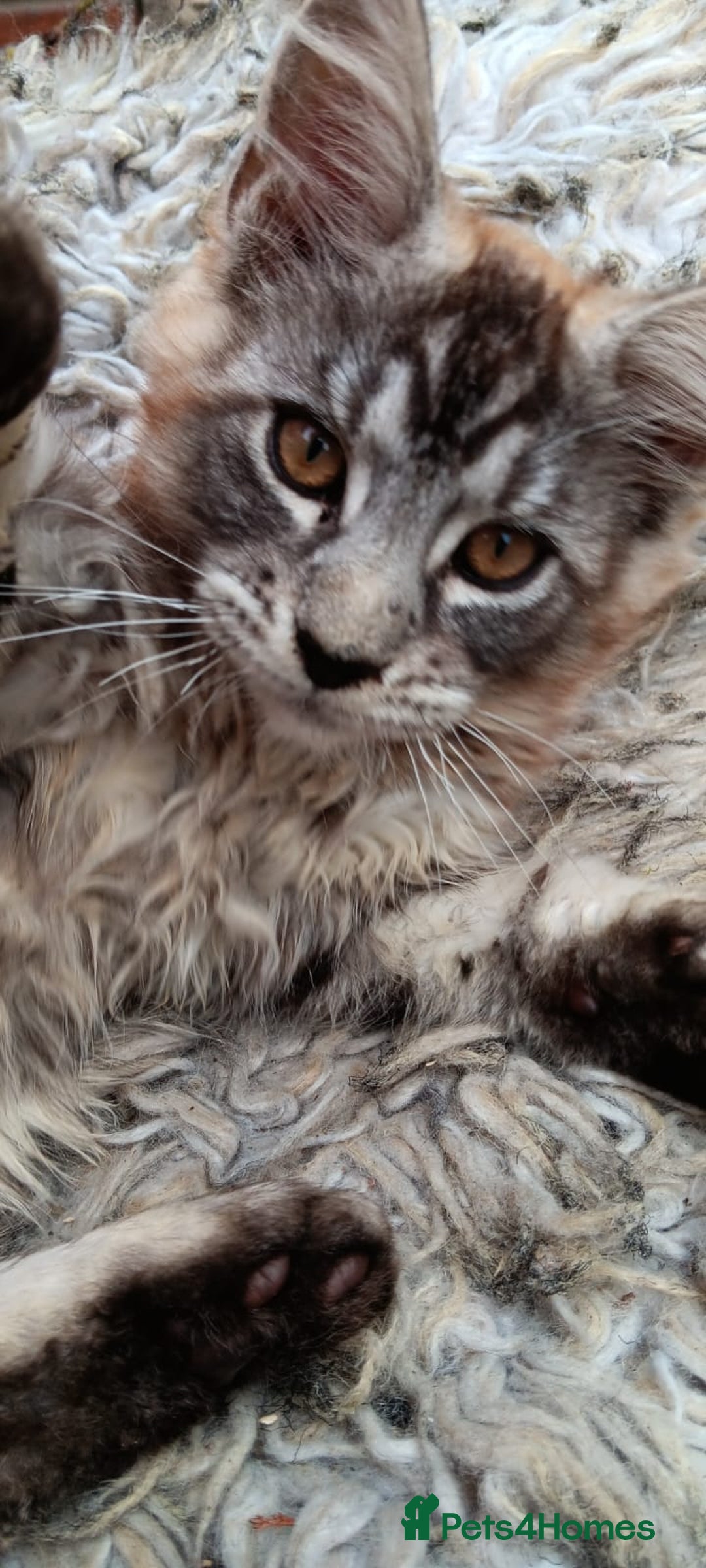 Maine Coon cats for sale: Adorable Kitten Looking for a Forever Home! 🏡 - Image 4