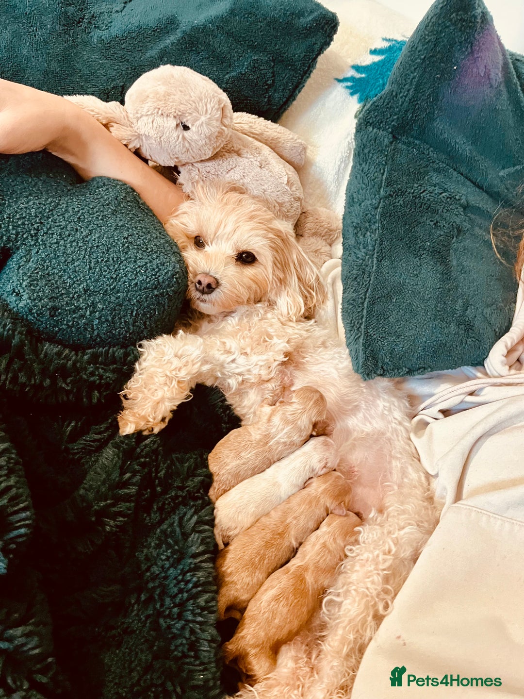 Maltipoo dogs for sale: Rare Red F1B Maltipoo Puppies - Advert 2