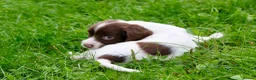 English Springer Spaniel dogs for sale: Working Line Liver And White Springer Spaniels - Advert 10