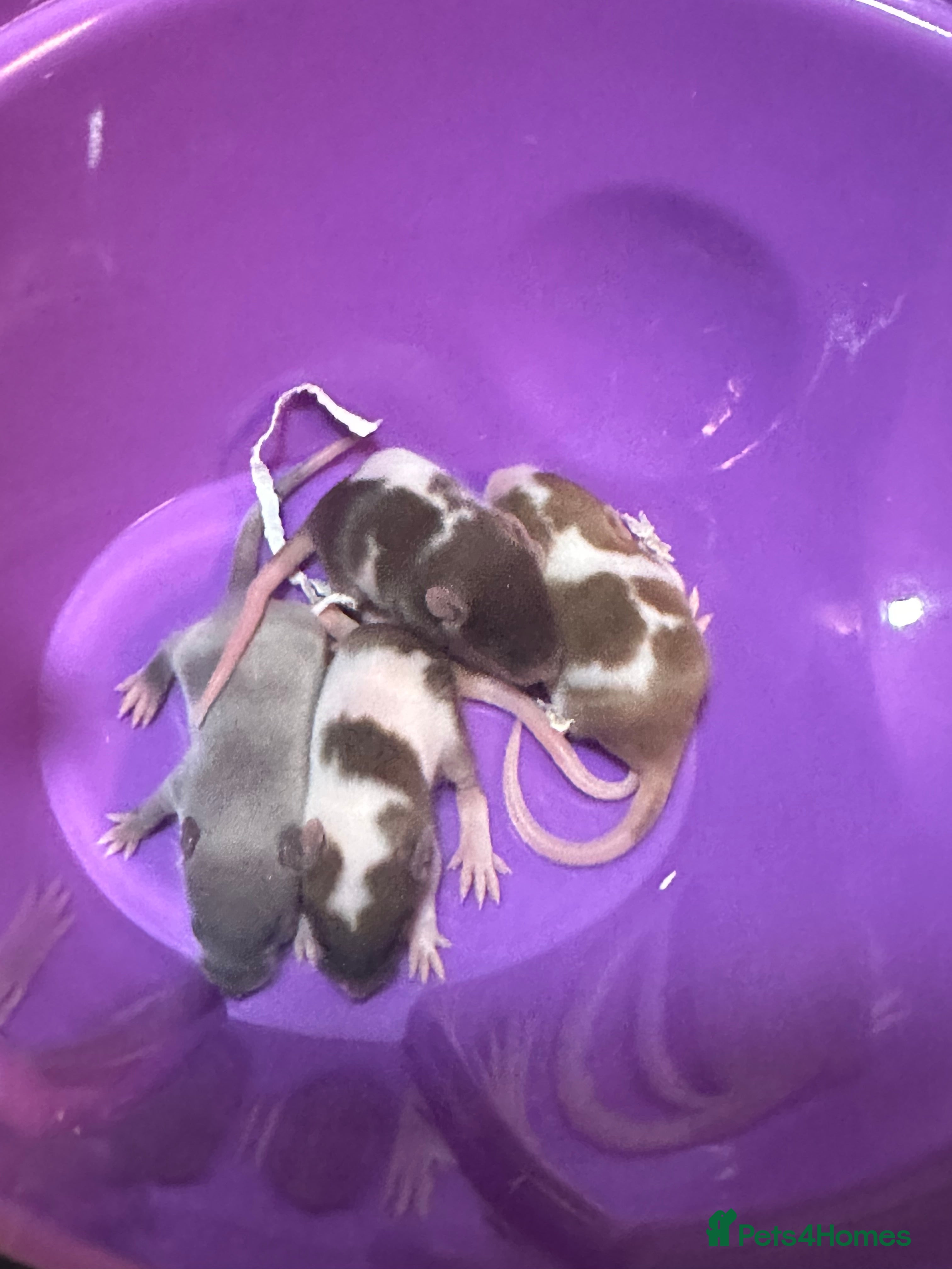 Mouse rodents Fancy mice for sale  - Advert 12