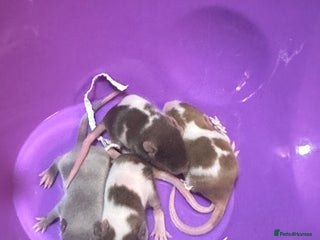 Mouse rodents Fancy mice for sale - Advert 12