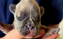 French Bulldog dogs for sale: Kc registered french bulldog puppies - Image 15
