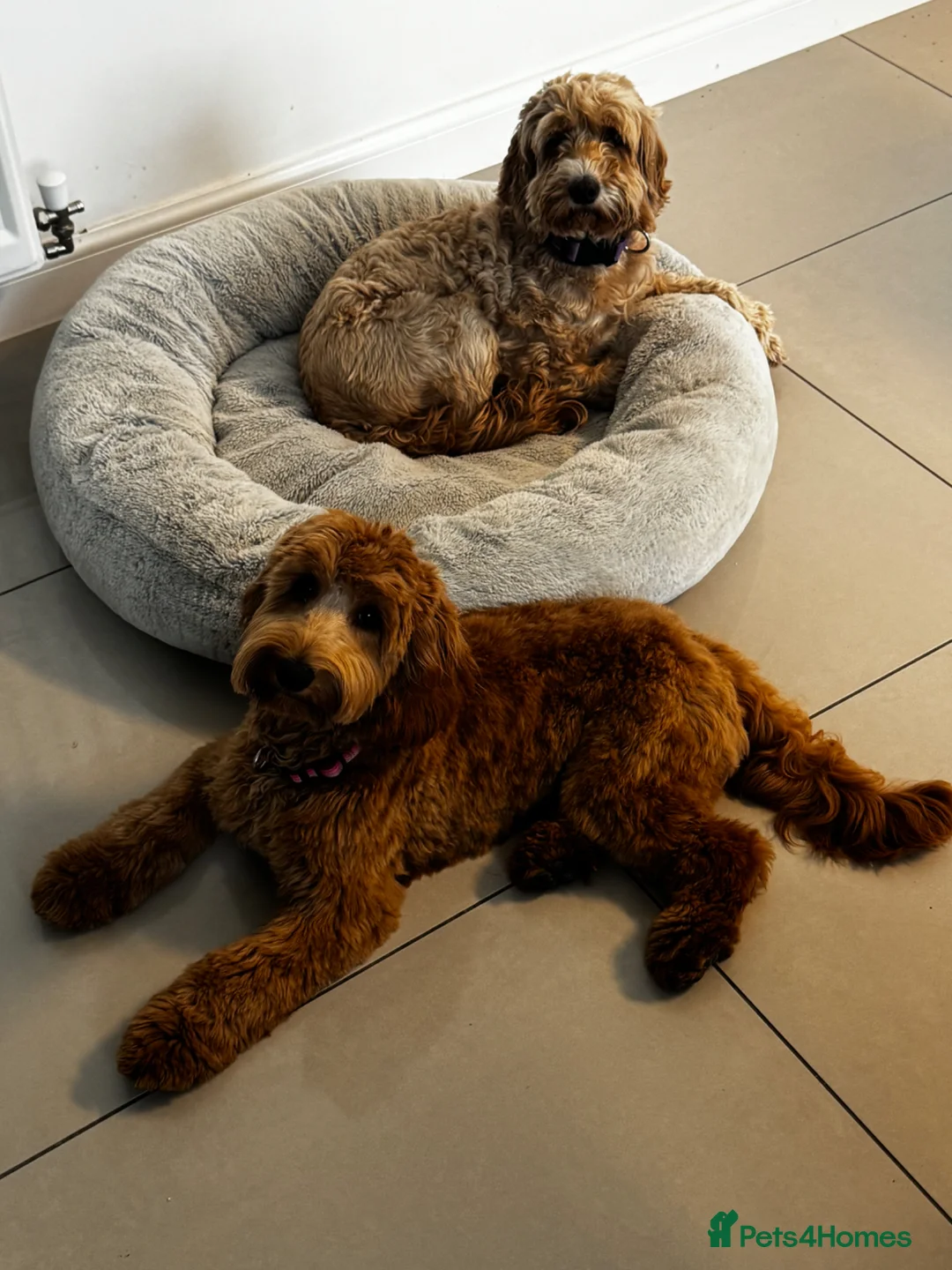 Cockapoo dogs for sale: Honey - Advert 2