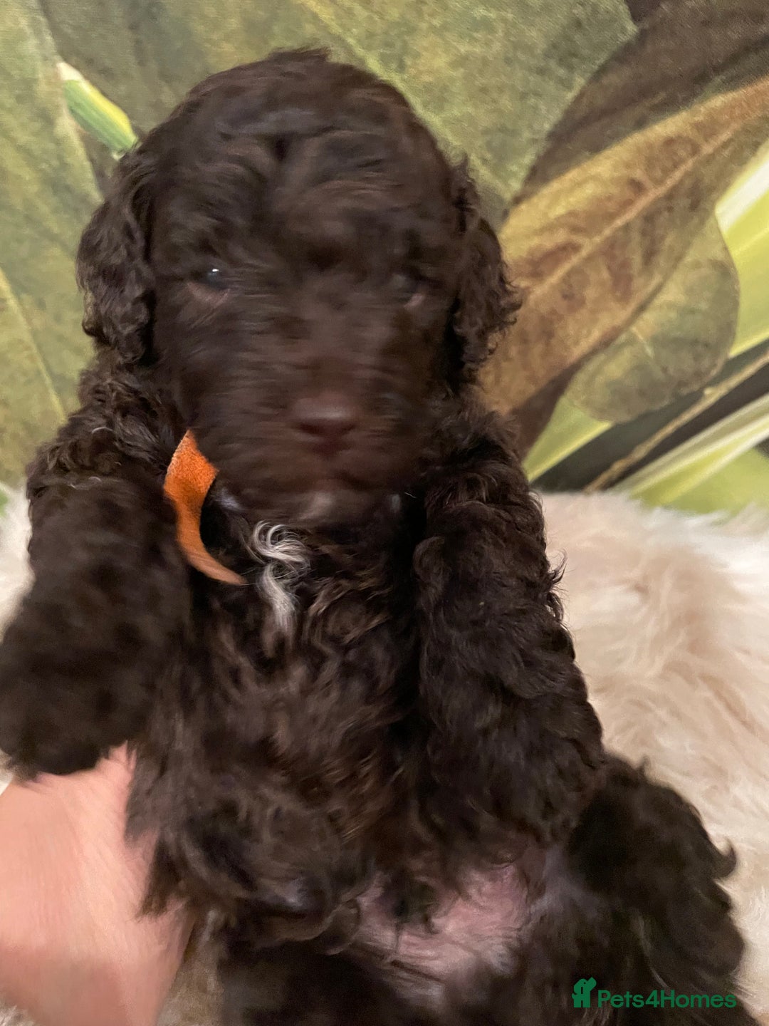 Miniature Poodle dogs for sale: Brown Poodle Puppies Ready Now. Chipped & Checked - Advert 14