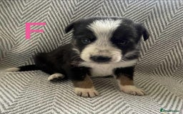 Border Collie dogs for sale: Border collie pups - Image 8