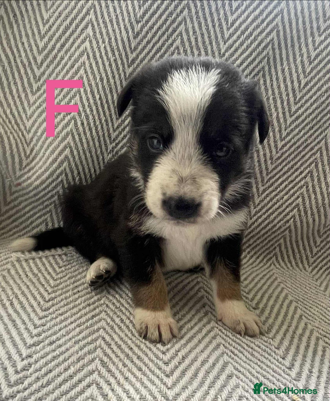 Border Collie dogs for sale: Border collie pups - Image 8
