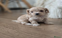 Maltipoo dogs for sale: F1 tiny maltipoo teddies  - Image 1