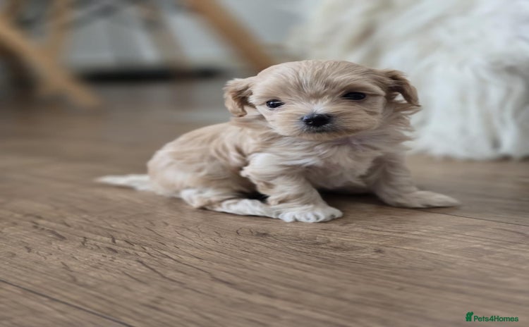 Maltipoo dogs - Advert 1