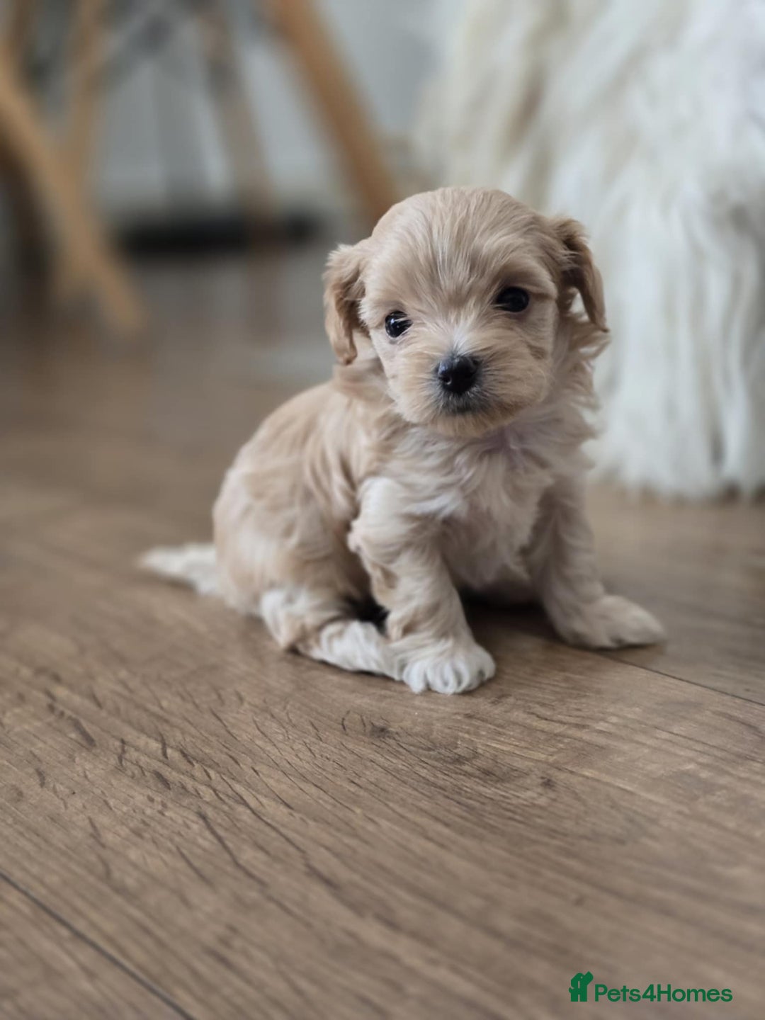 Maltipoo dogs for sale: F1 tiny maltipoo teddies  - Image 1