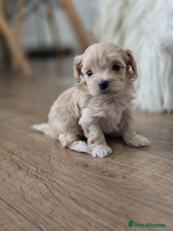 Maltipoo dogs - Advert 9