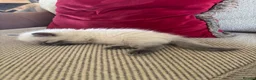 Ragdoll cats for sale: Beautiful Pure Ragdoll kittens - Advert 36