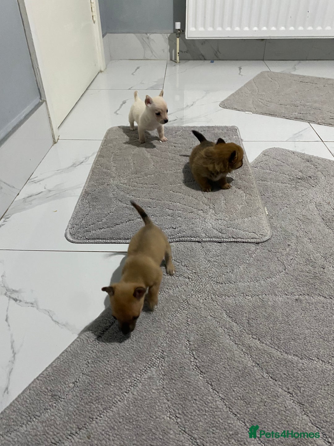 Chihuahua dogs for sale: 3 beautiful chihuahua puppies  - Advert 19