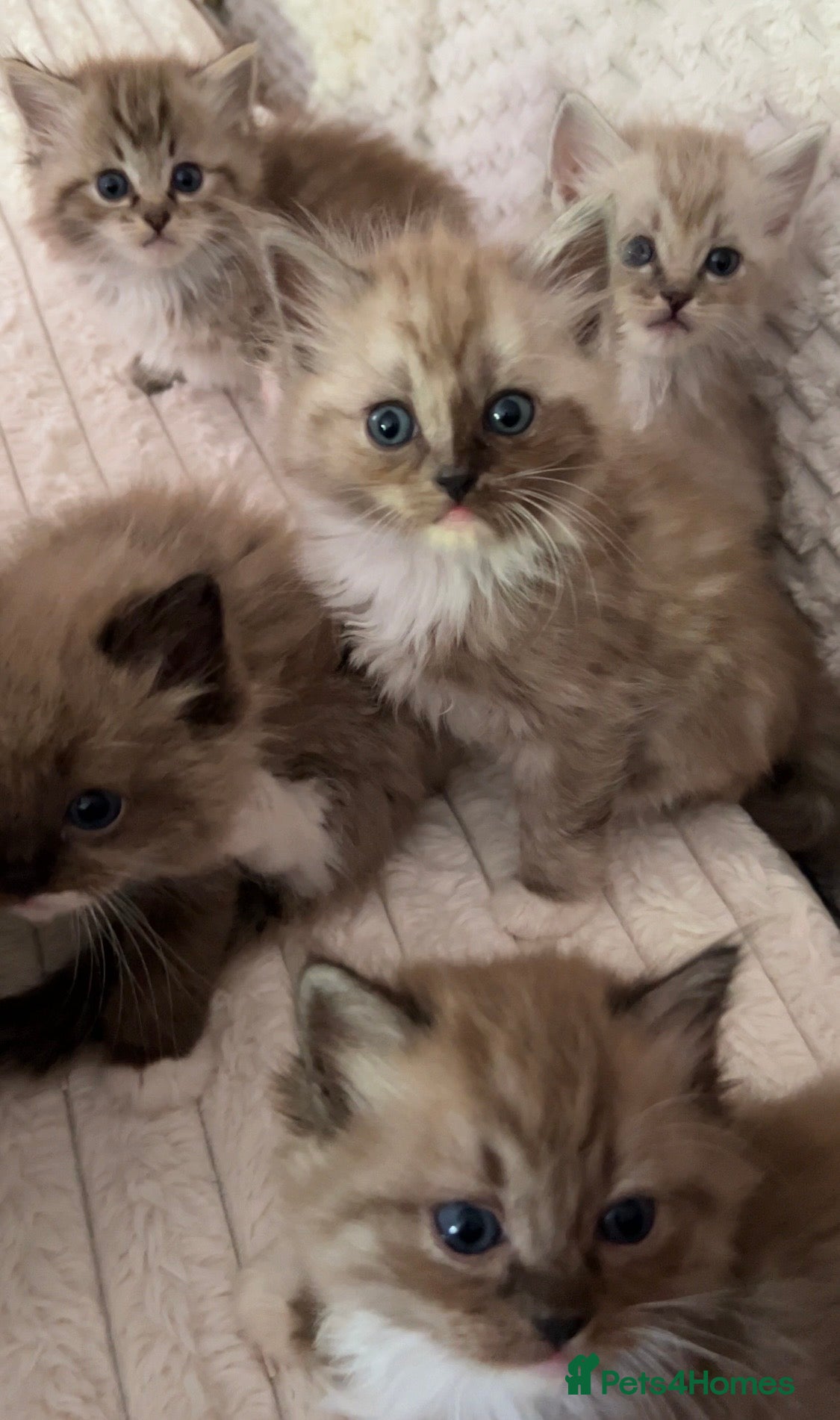 Ragdoll cats Mink & Sepia Cherubim Ragdolls TICA Pedigree  - Advert 2