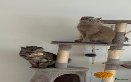 British Shorthair cats for sale: Cat with 6 kittens  - Image 16
