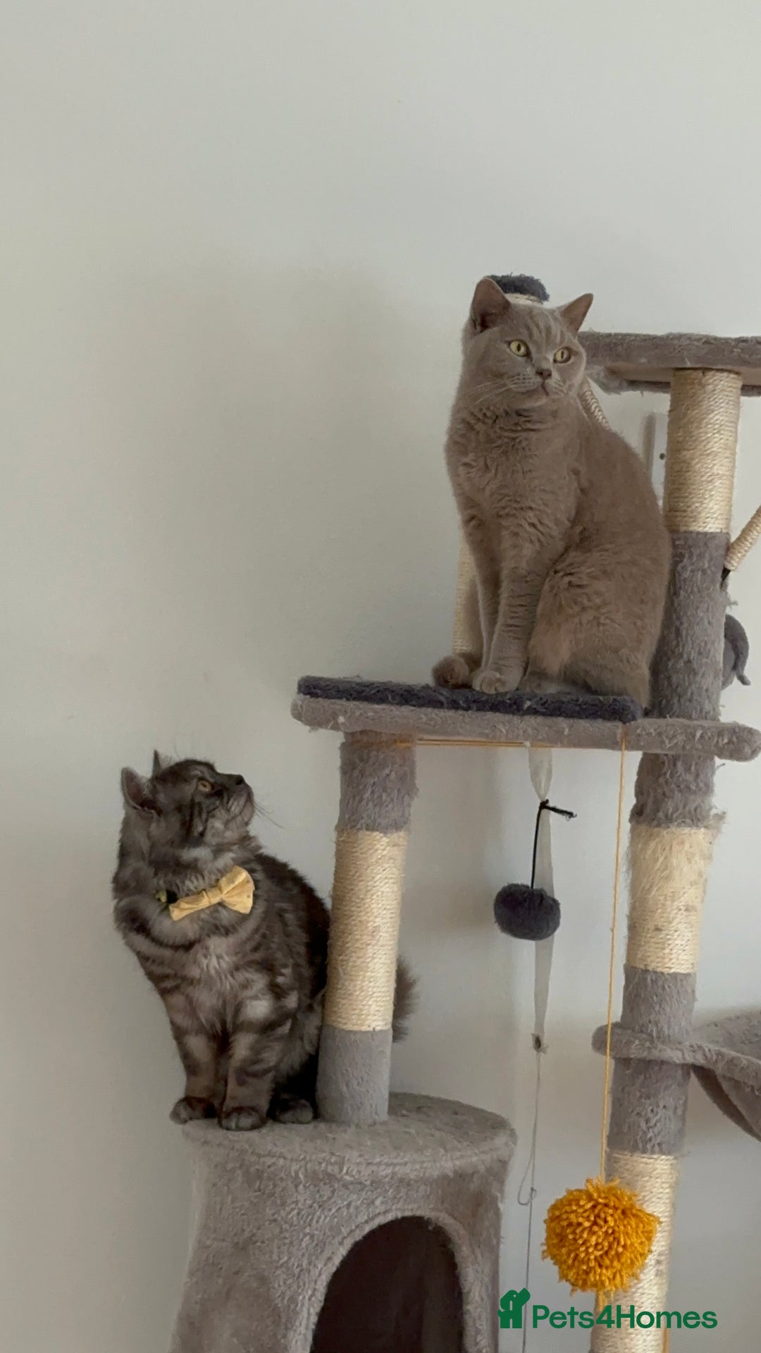 British Shorthair cats for sale: Cat with 6 kittens  - Image 16