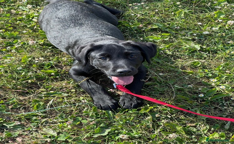 Labrador Retriever dogs Black Labrador for sale  - Advert 1