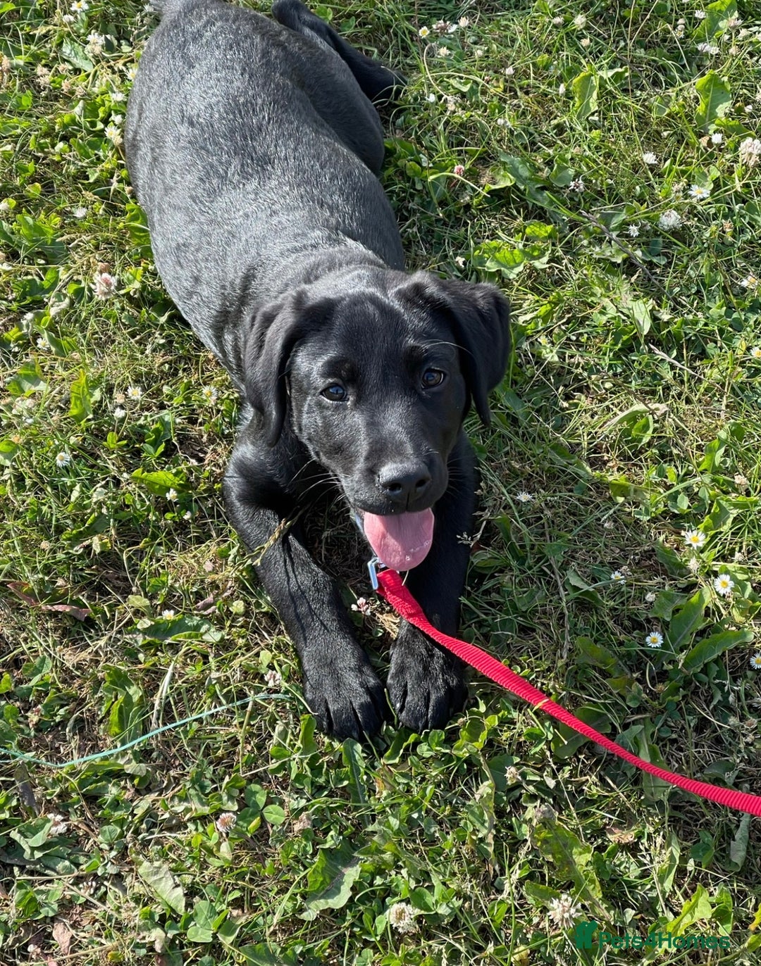 Labrador Retriever dogs for sale: Black Labrador for sale  - Advert 1