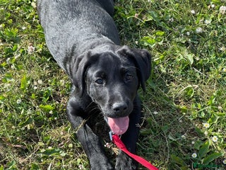 Labrador Retriever dogs Black Labrador for sale - Advert 1