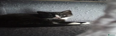 Mixed Breed Kitten 2