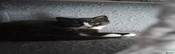 Mixed Breed cats for sale: 1 playful black and white kittens free  - Advert 9