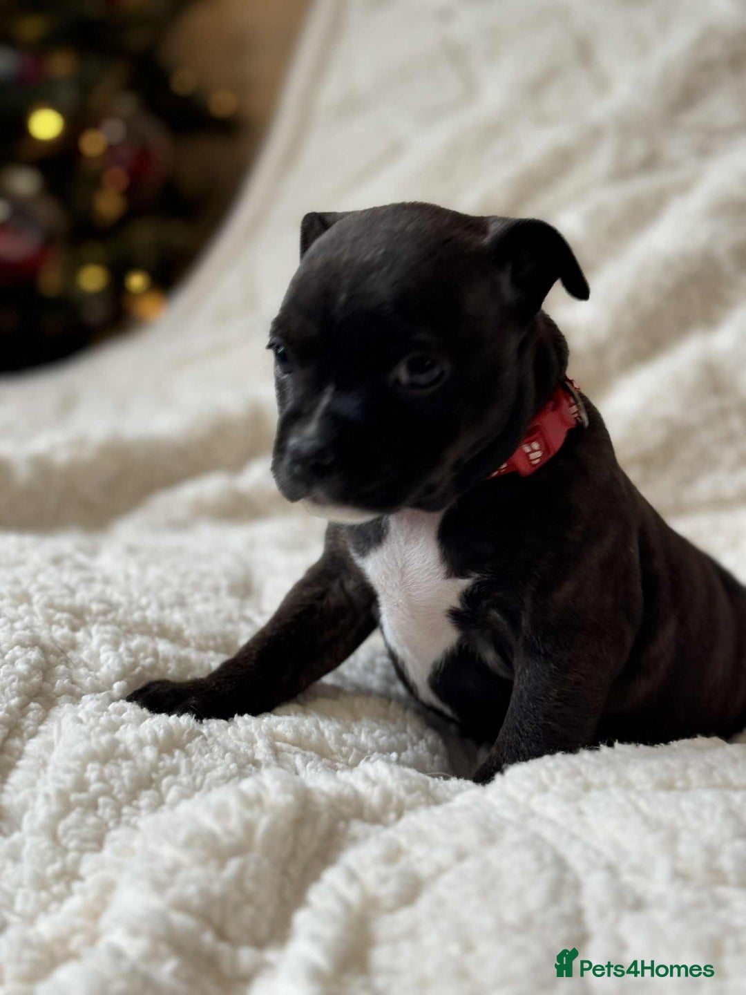 Staffordshire Bull Terrier dogs for sale: Kc registered Staffordshire bull terriers - Advert 9