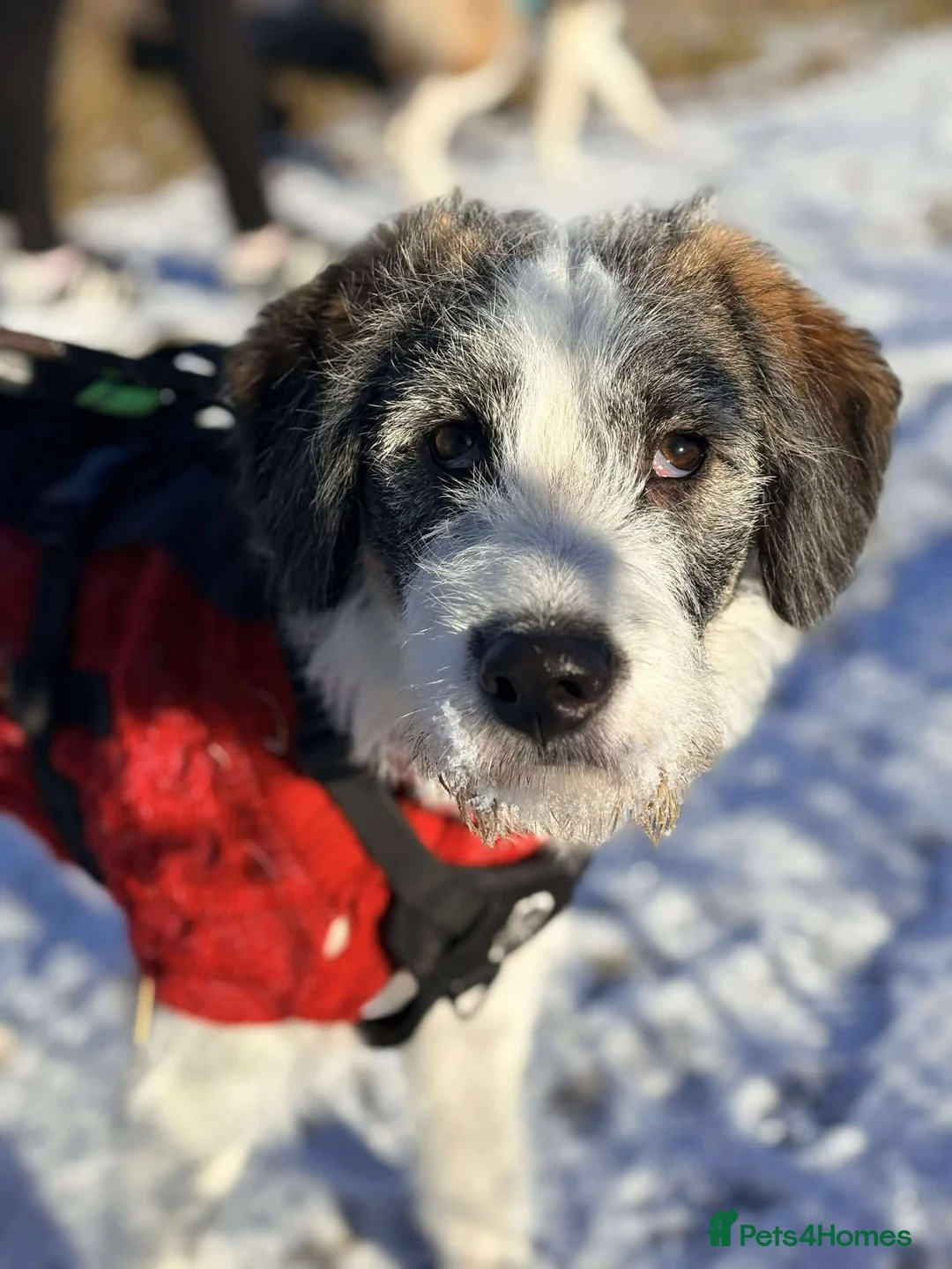 Mixed Breed dogs for adoption: Meet Ash, currently residing in Essex  - Advert 9