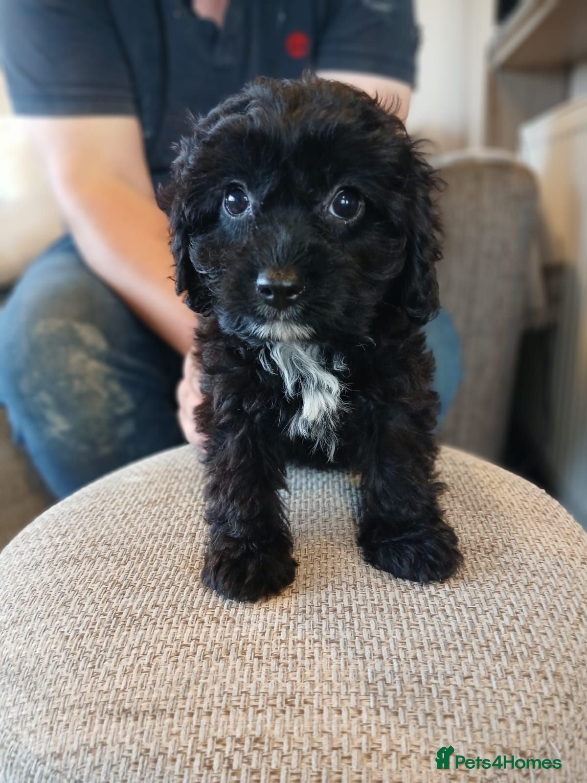 Cavapoo dogs Cavapoo Puppies **2 AVAILABLE** - Advert 1