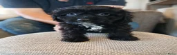 Cavapoo dogs for sale: Cavapoo Puppies **2 AVAILABLE** - Advert 1