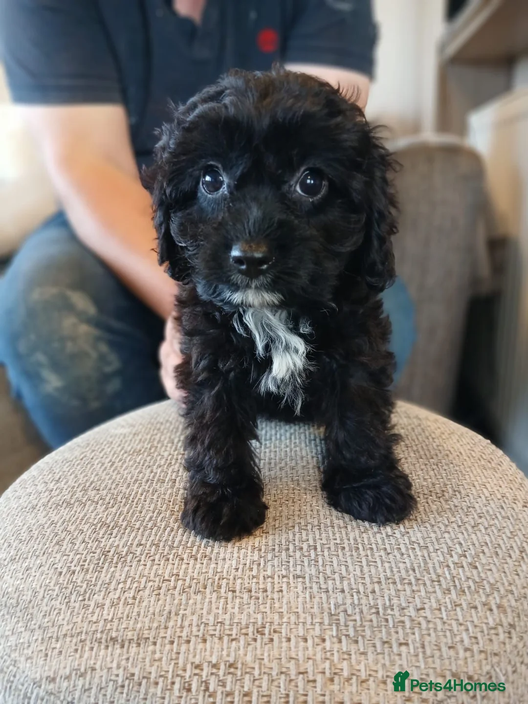 Cavapoo dogs for sale: Cavapoo Puppies **2 AVAILABLE** - Advert 1