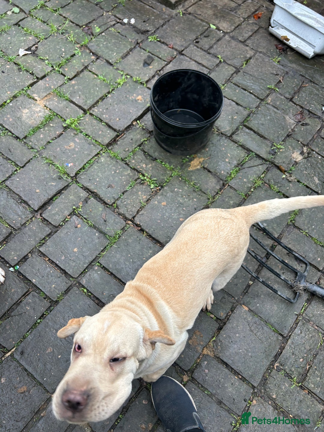 Mixed Breed dogs for sale: Beautiful Shar-Pei x Cocker Spaniel pup - Advert 7