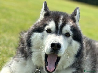 Siberian Husky dogs in Hull - Advert 8