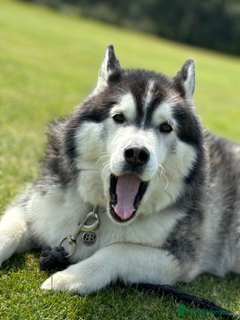 Siberian Husky dogs in Hull - Advert 8