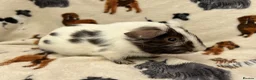 Guinea Pig rodents for sale: Baby Guinea pigs  - Advert 13